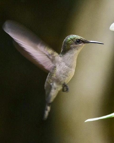 Antillean Crested Hummingbird (Barbados)