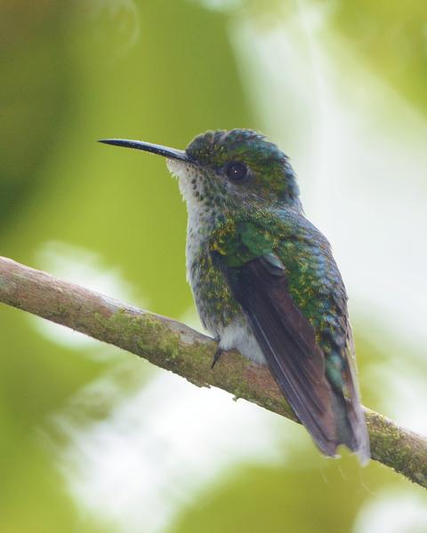 White-tailed Emerald