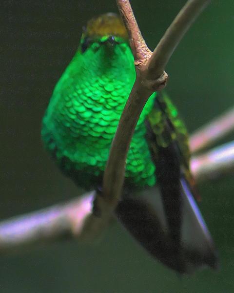 Coppery-headed Emerald