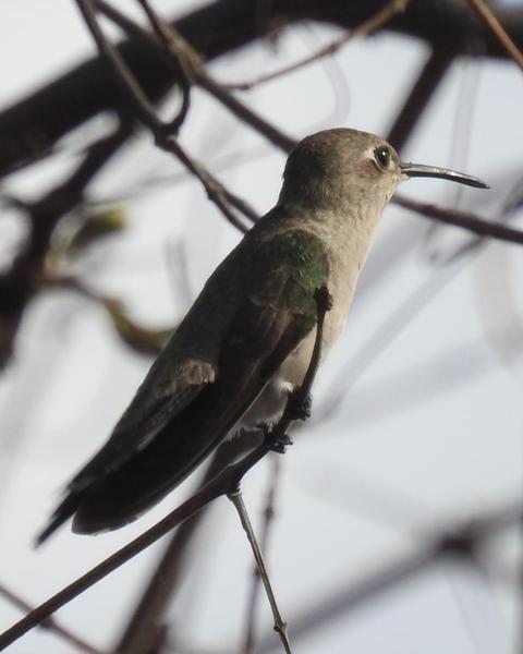 Tumbes Hummingbird