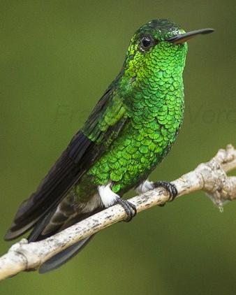 Steely-vented Hummingbird