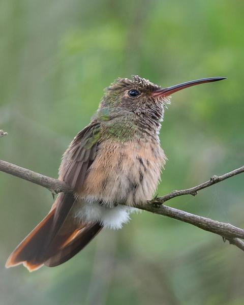 Buff-bellied Hummingbird (Northern)