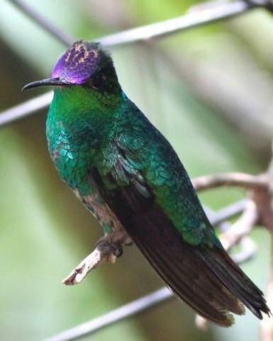 Violet-capped Hummingbird