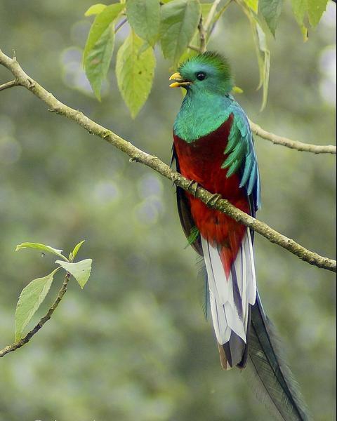 Resplendent Quetzal (Guatemalan)