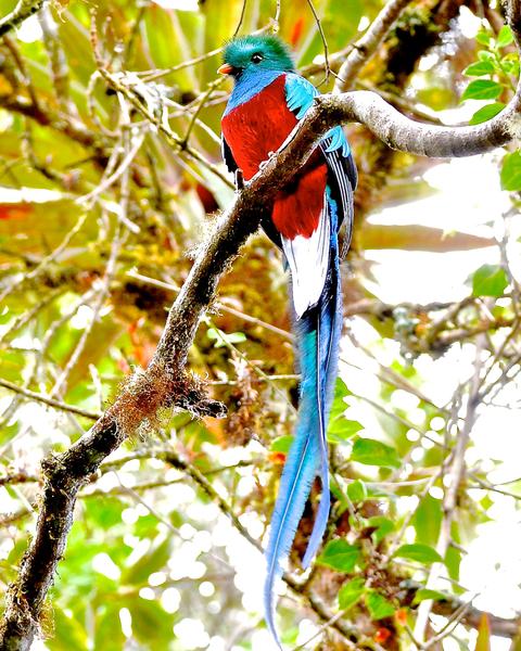 Resplendent Quetzal (Costa Rican)