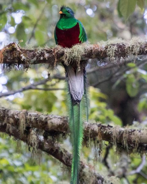 Resplendent Quetzal (Costa Rican)