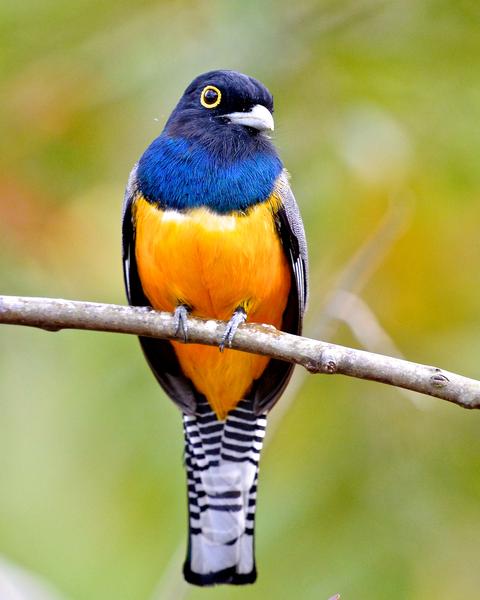 Gartered Trogon