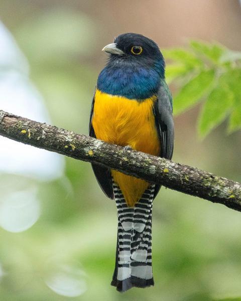 Gartered Trogon