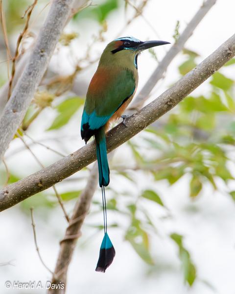 Turquoise-browed Motmot