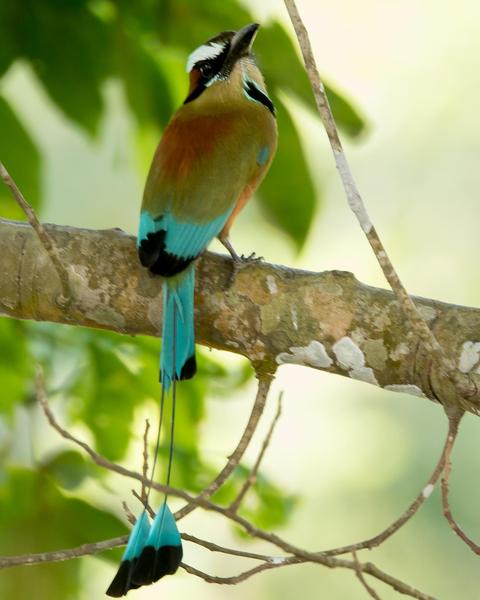 Turquoise-browed Motmot