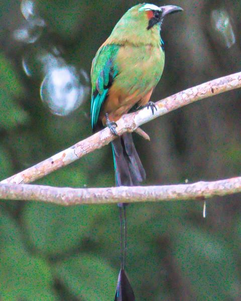 Turquoise-browed Motmot