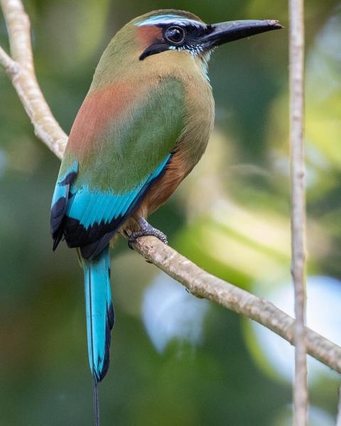 Turquoise-browed Motmot