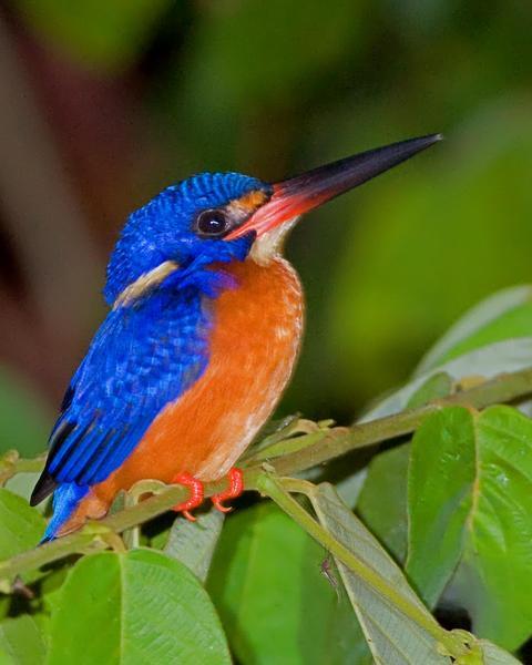 Blue-eared Kingfisher