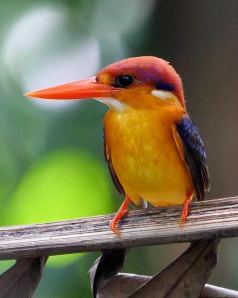 Black-backed Dwarf-Kingfisher