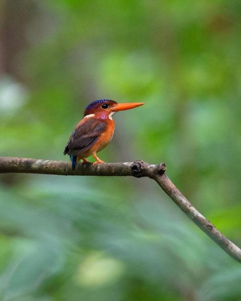 Sulawesi Dwarf-Kingfisher
