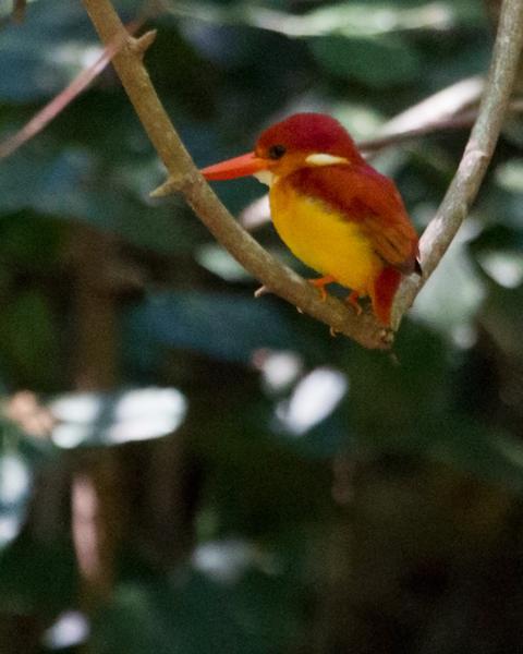 Rufous-backed Dwarf-Kingfisher