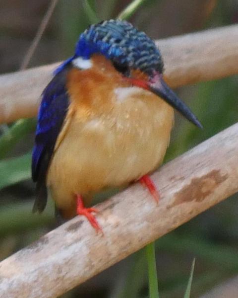 Malagasy Kingfisher