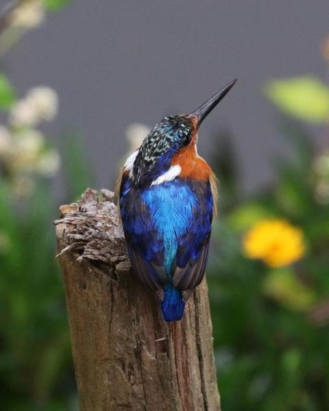 Malagasy Kingfisher