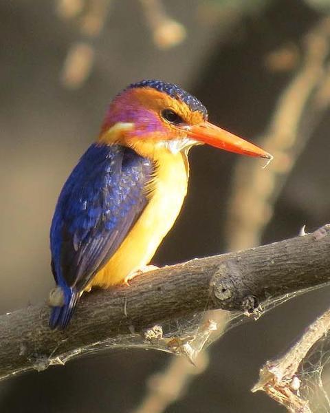 African Pygmy-Kingfisher