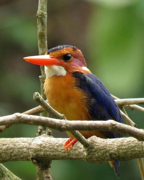 African Pygmy-Kingfisher