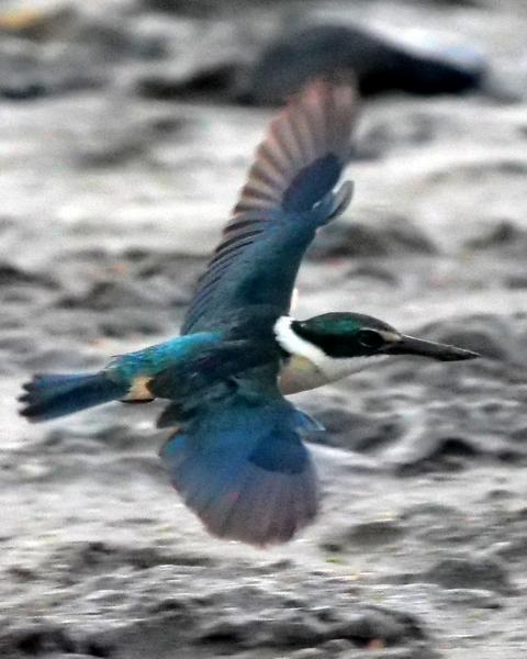 Sacred Kingfisher (Australasian)