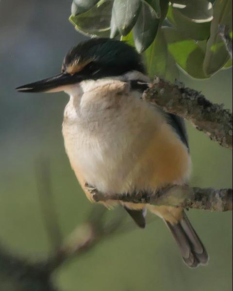 Sacred Kingfisher (New Zealand)