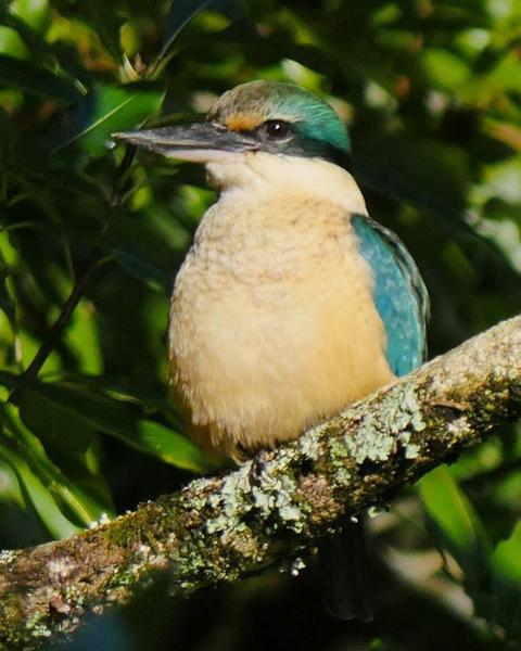 Sacred Kingfisher (New Zealand)