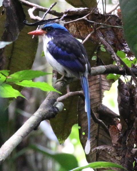 Little Paradise-Kingfisher
