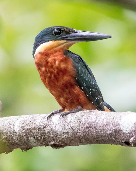 Green-and-rufous Kingfisher