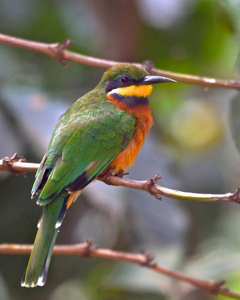 Cinnamon-chested Bee-eater