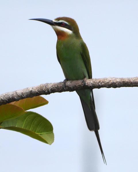 Madagascar Bee-eater