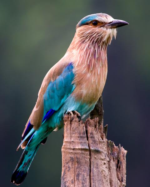 Indian/Indochinese Roller