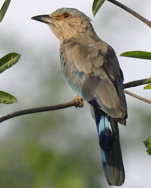 Indian/Indochinese Roller