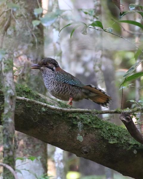 Scaly Ground-Roller