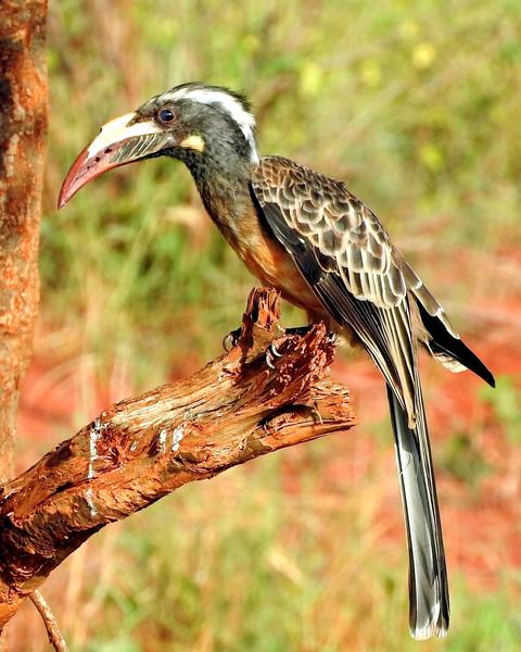 African Gray Hornbill