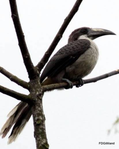 Sri Lanka Gray Hornbill