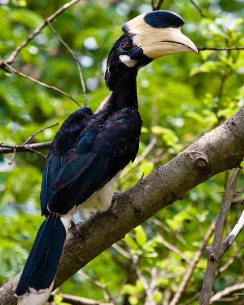 Malabar Pied-Hornbill