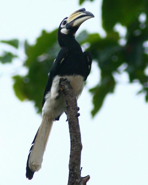 Oriental Pied-Hornbill