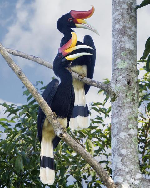 Rhinoceros Hornbill