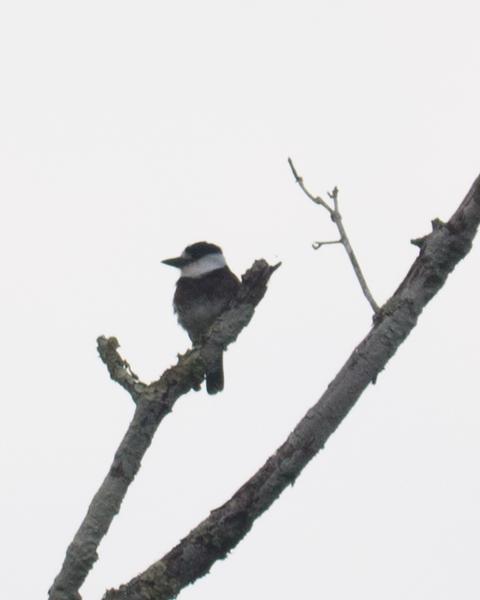 Brown-banded Puffbird