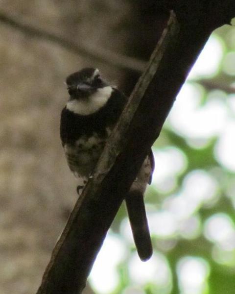 Sooty-capped Puffbird