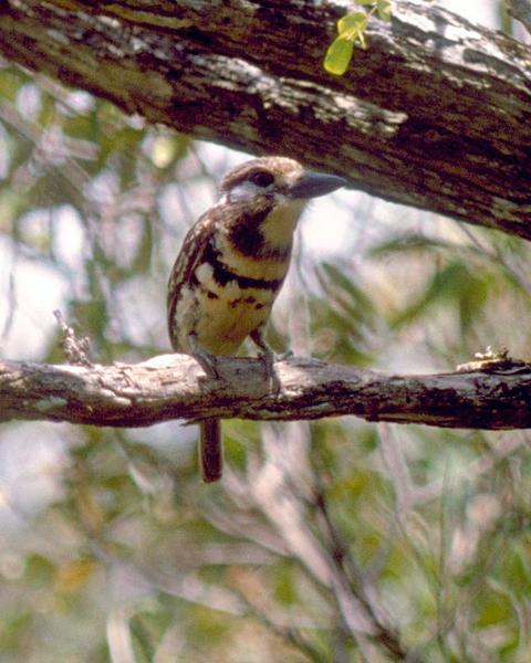 Russet-throated Puffbird