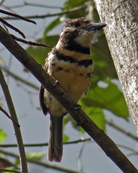 Russet-throated Puffbird (Two-banded)