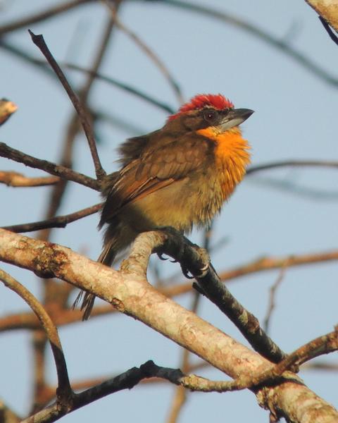 Scarlet-crowned Barbet