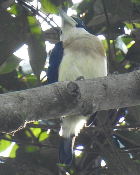 White-mantled Barbet