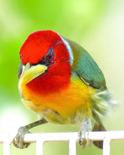 Red-headed Barbet