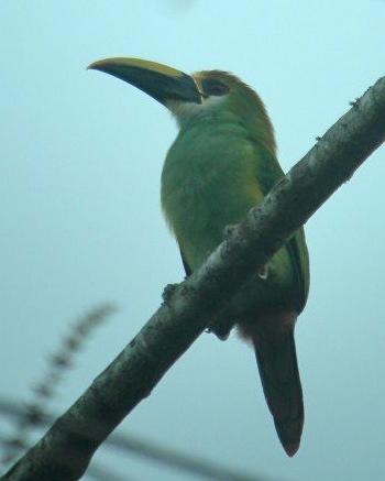 Northern Emerald-Toucanet (Wagler's)