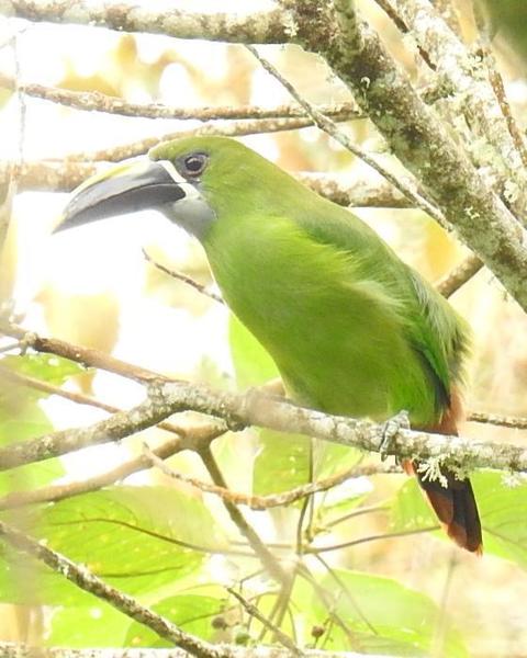 Southern Emerald-Toucanet (Santa Marta)