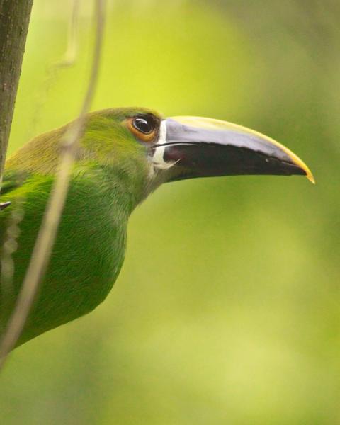 Southern Emerald-Toucanet (Andean)