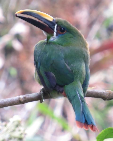 Southern Emerald-Toucanet (Andean)